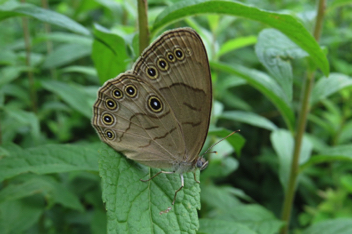 Appalachian Brown